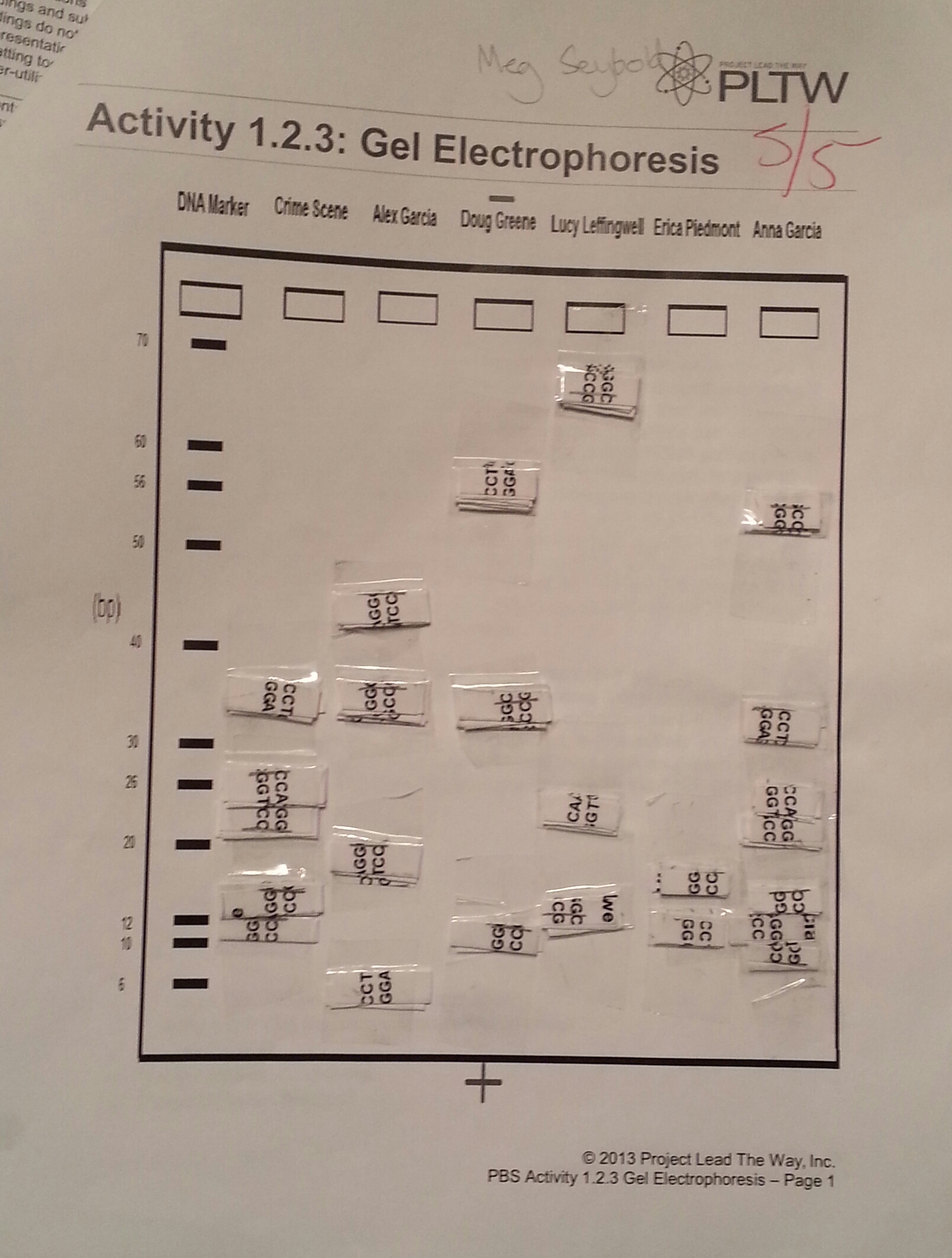 PBS Classroom Activities - Meg Seybold, Project Lead the Way For Gel Electrophoresis Worksheet Answers